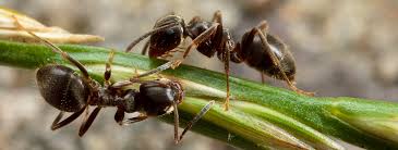 Image result for East Kilbride Wasps