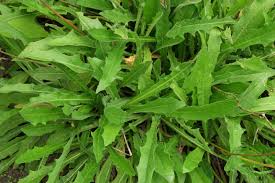 Attēlu rezultāti vaicājumam “Leontodon hispidus fruit”
