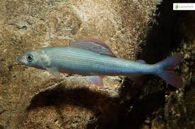 Image result for Thymallus thymallus