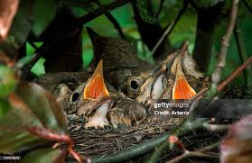 Attēlu rezultāti vaicājumam “Turdus philomelos nest”