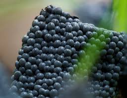 Attēlu rezultāti vaicājumam “Physarum cinereum”