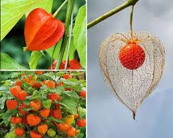 Image result for Physalis alkekengi