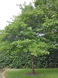 Attēlu rezultāti vaicājumam “Crataegus persimilis leaf”