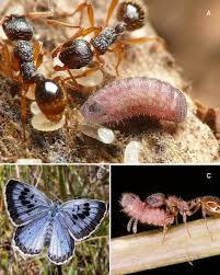 Attēlu rezultāti vaicājumam “Maculinea alcon eggs”