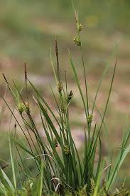 Attēlu rezultāti vaicājumam “Carex hostiana”