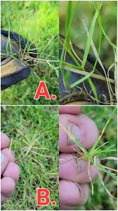 Attēlu rezultāti vaicājumam “Poa trivialis leaf”