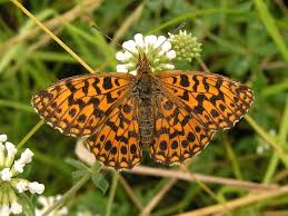 Attēlu rezultāti vaicājumam “Boloria dia”