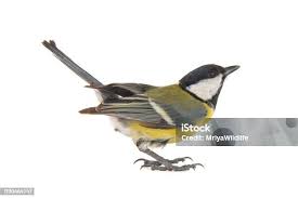 Attēlu rezultāti vaicājumam “Parus major female”