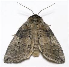 Attēlu rezultāti vaicājumam “Tethea or”