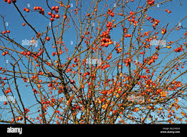 Attēlu rezultāti vaicājumam “Malus sylvestris”