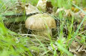 Image result for Netts