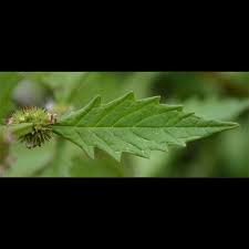 Attēlu rezultāti vaicājumam “Lycopus europaeus”