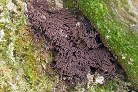 Attēlu rezultāti vaicājumam “Stemonitis foliicola”