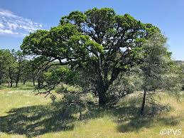 Attēlu rezultāti vaicājumam “Quercus”