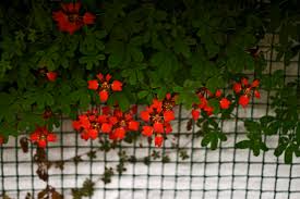 Image result for Ildblomkarse