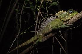 Image result for Colenorton Dragons