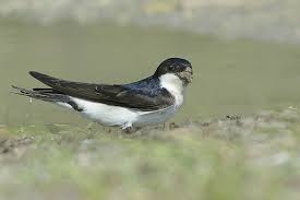 Attēlu rezultāti vaicājumam “Delichon urbicum adult”