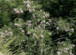 Attēlu rezultāti vaicājumam “Robinia neomexicana flower”