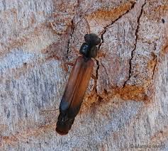 Attēlu rezultāti vaicājumam “Anacampsis blatariella”