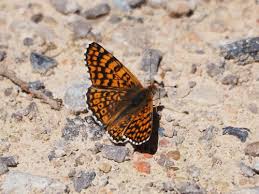 Attēlu rezultāti vaicājumam “Melitaea cinxia”