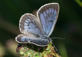 Attēlu rezultāti vaicājumam “Maculinea teleius underside”