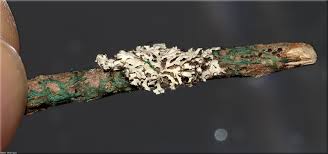 Attēlu rezultāti vaicājumam “Metzgeria violacea”