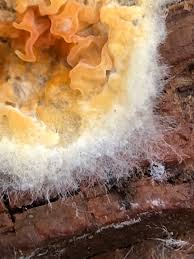 Attēlu rezultāti vaicājumam “Leucogyrophana sororia”