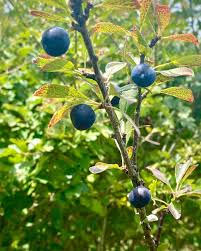 Attēlu rezultāti vaicājumam “Prunus spinosa fruit”