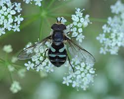 Attēlu rezultāti vaicājumam “Didea alneti”