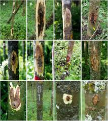 Attēlu rezultāti vaicājumam “Neonectria fuckeliana”