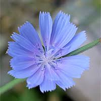 Image result for Tanacetum parthenium 'Tetraweiss'