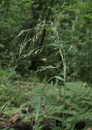 Attēlu rezultāti vaicājumam “Festuca gigantea”