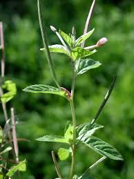 Attēlu rezultāti vaicājumam “Epilobium roseum flower”