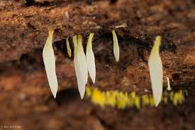 Attēlu rezultāti vaicājumam “Mucronella calva”