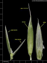 Attēlu rezultāti vaicājumam “Festuca rubra subsp. rubra leaf”