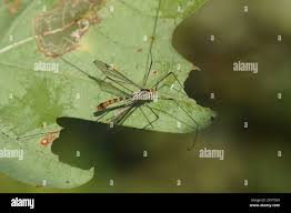 Attēlu rezultāti vaicājumam “Tipulidae male”