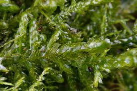 Attēlu rezultāti vaicājumam “Neckera complanata sporophyte”