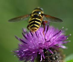 Attēlu rezultāti vaicājumam “Sericomyia silentis”