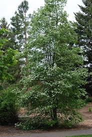 Attēlu rezultāti vaicājumam “Crataegus”