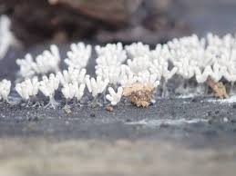 Attēlu rezultāti vaicājumam “Lamproderma violaceum young”