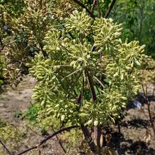 Image result for Angelica archangelica