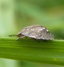 Attēlu rezultāti vaicājumam “Eurygaster testudinaria nymph”