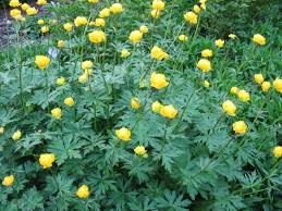 Attēlu rezultāti vaicājumam “Trollius europaeus leaf”