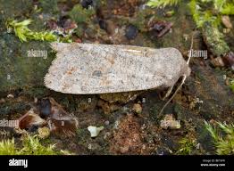 Attēlu rezultāti vaicājumam “Orthosia populeti”