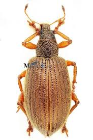 Attēlu rezultāti vaicājumam “Polydrusus mollis”