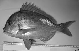 Image result for Chrysoblephus cristiceps