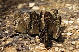 Attēlu rezultāti vaicājumam “Lopinga achine upperside”