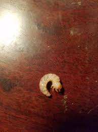 Attēlu rezultāti vaicājumam “Bolitophagus reticulatus larva”