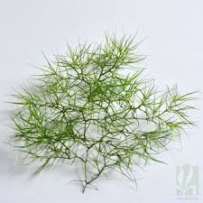 Attēlu rezultāti vaicājumam “Najas tenuissima”