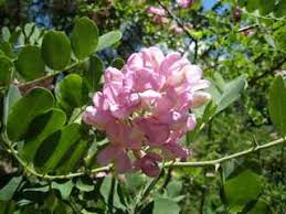 Attēlu rezultāti vaicājumam “Robinia neomexicana”